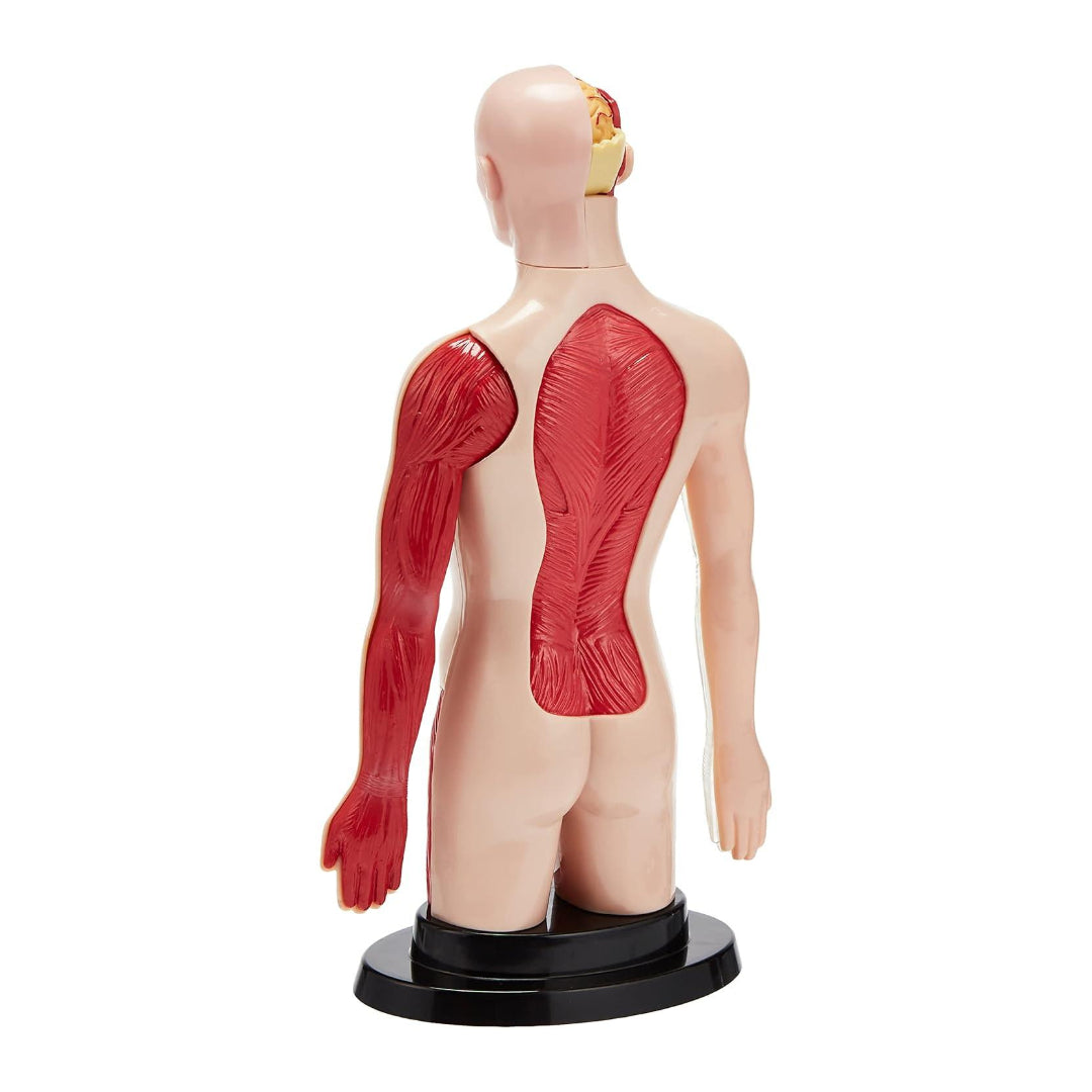 Professional Human Torso Set