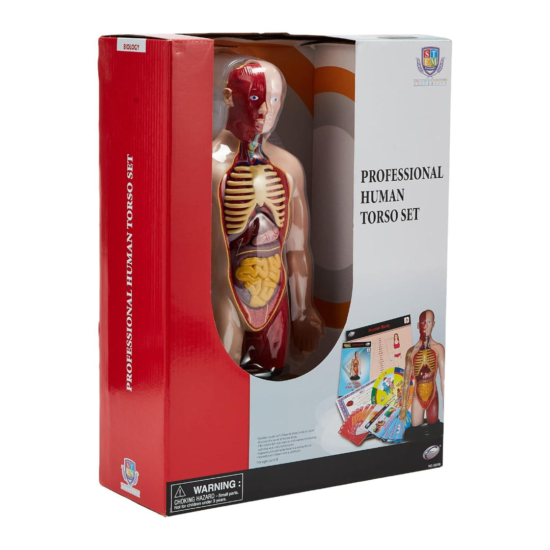 Professional Human Torso Set