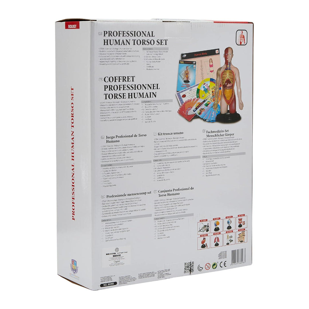 Professional Human Torso Set