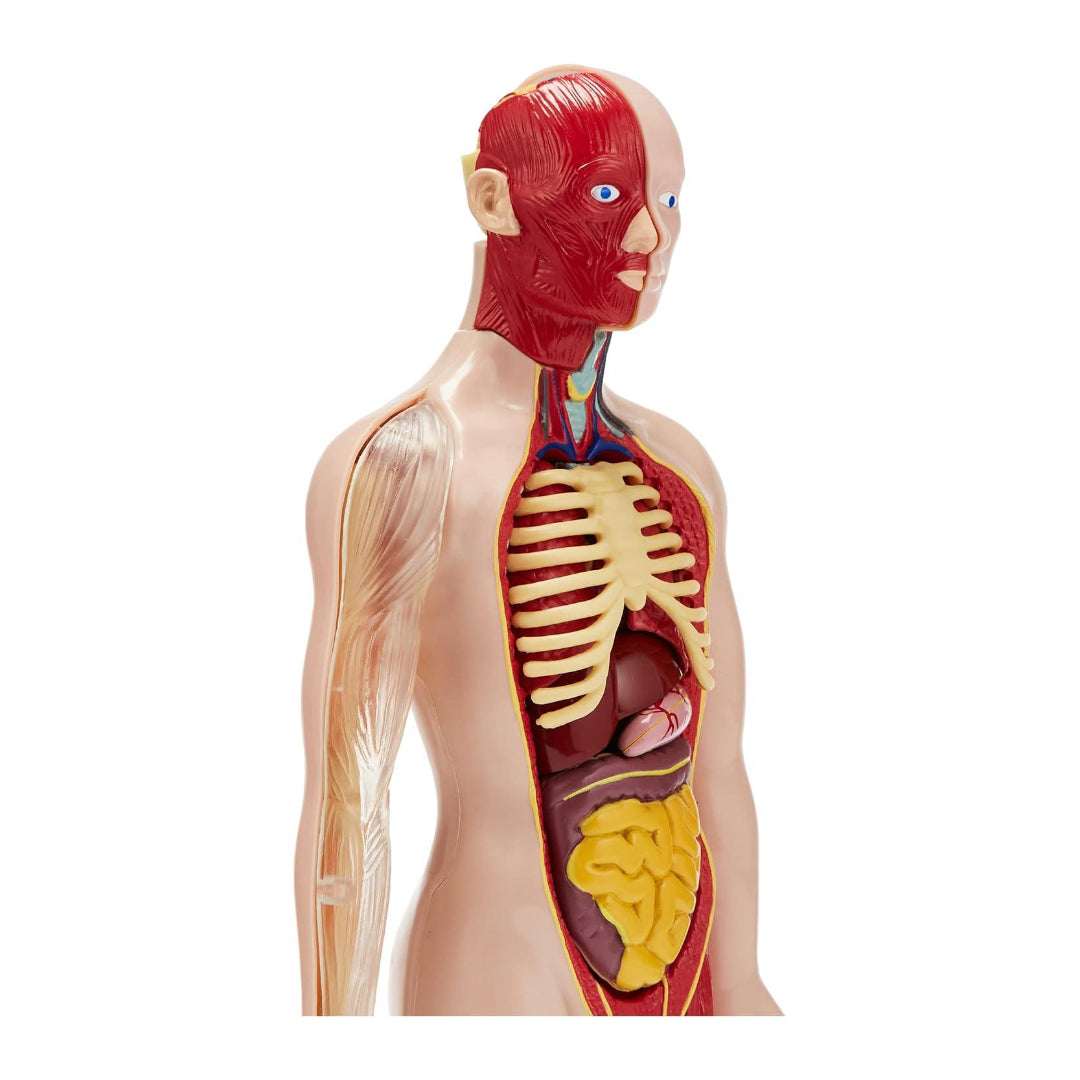 Professional Human Torso Set